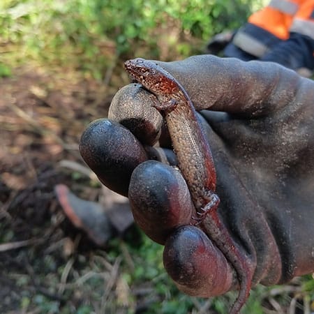 native wildlife protection lizard on site by cassidy construction