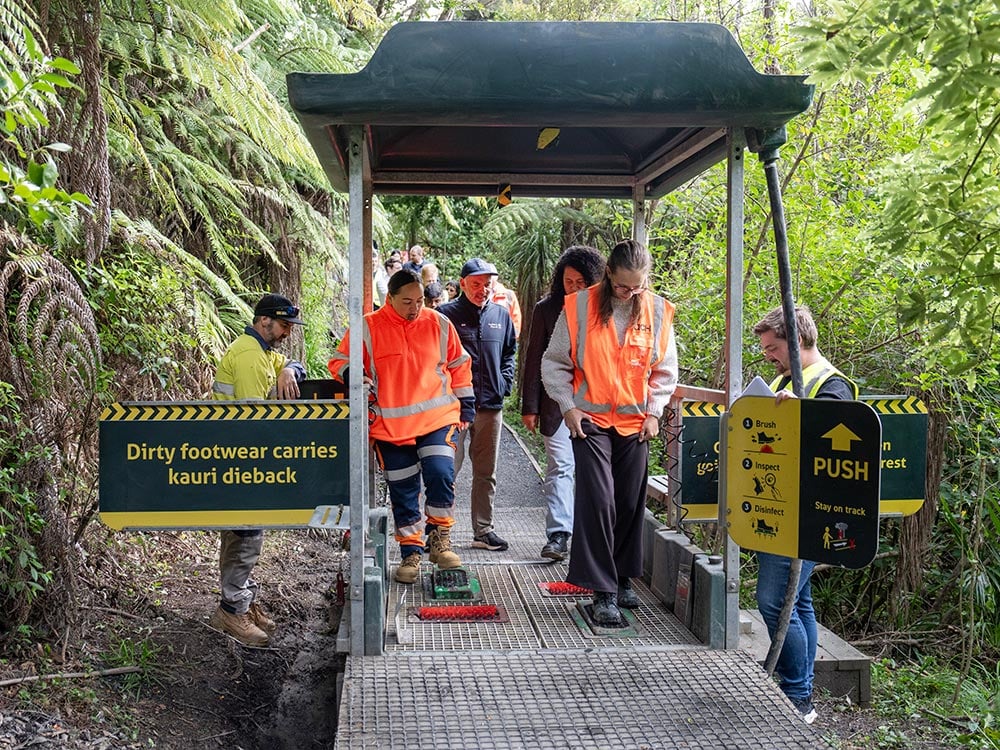 Lynn Reserve Kauri Dieback control Cassidy Construction