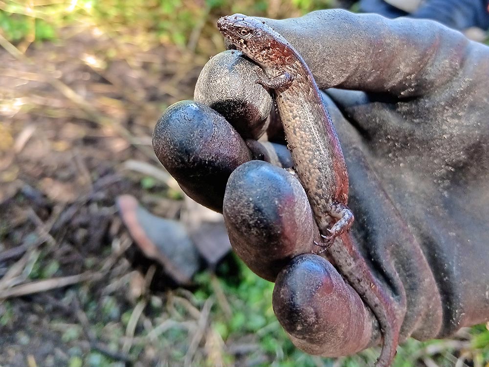 Relocating native lizards at City View Terrace
